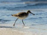 Closeup of a Willet on a Beach, Sanibel Island, Florida