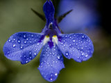 Close View of Droplets of Water on a Blue Flower, Groton, Connecticut