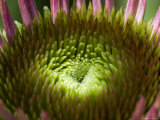 Close View of a Flower Lighted by the Sun, Groton, Connecticut
