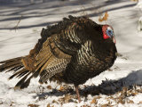 Closeup of an Adult Male Wild Turkey, Lexington, Massachusetts