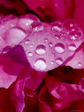 Close View of Droplets of Water on a Pink Peony Bloom, Groton, Connecticut