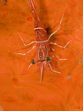 Buy Closeup of a Hingebeak Shrimp, Bali, Indonesia at AllPosters.com