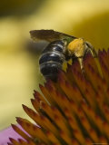 Close View of a Bee Collecting Pollen from a Flower, Groton, Connecticut