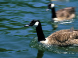 Blurred View of Geese