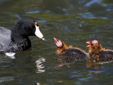 American Coot Adult with Chicks, San Diego, California