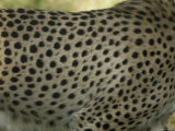 Close-Up of a Cheetah's Spotted Fur, Henry Doorly Zoo, Nebraska