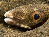 Buy Closeup of a Snake Eel, Bali, Indonesia at AllPosters.com