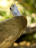 Closeup of a Male Argus Pheasant Calling