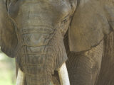 African Elephant at the Henry Doorly Zoo in Omaha, Nebraska