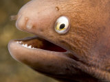 Buy Closeup of a White-Eyed Moray Eel, Bali, Indonesia at AllPosters.com