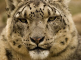 Closeup of a Captive Snow Leopard, Massachusetts
