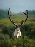 Bull Caribou in Velvet Antlers, Alaska