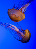 Closeup of Two Captive Jellies in an Aquarium, Boston, Massachusetts