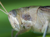 Closeup of a Gray Bird Grasshopper Feeding, California