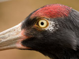 Closeup of a Captive Black-Necked Crane, Massachusetts