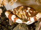 Closeup of a Crab with Anemone, Bali, Indonesia