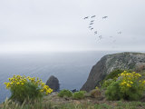 Brown Pelicans Fly over Santa Cruz Island, California