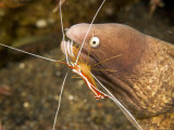 Buy Cleaner Shirmp Cleans Parasites from White-Eyed Moray Eel, Bali, Indonesia at AllPosters.com