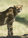 Cheetah Opens its Mouth Just Wide Enough to Show its Bottom Teeth, Henry Doorly Zoo, Nebraska