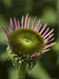 Close View of a Flower, Groton, Connecticut