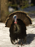 Closeup of an Adult Male Wild Turkey Displaying, Lexington, Massachusetts