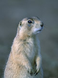 Buy Black-Tailed Prairie Dog in Howes, South Dakota at AllPosters.com