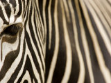 Closeup of a Grevys Zebra