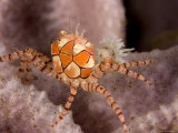 Boxer Crab on Sponge, Bali, Indonesia