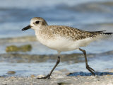 Closeup of a Black-Bellied Plover, Sanibel Island, Florida