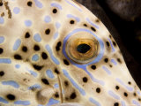 Buy Closeup of a Cleaner Shrimp, Bali, Indonesia at AllPosters.com