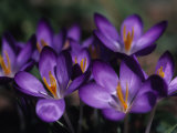 Close View of Purple African Violets, Washington, D.C.