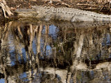 American Alligator Rests on a Bank, Sanibel Island, Florida
