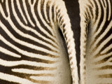 Closeup of a Grevys Zebra's Rear End