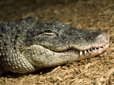 American Alligator Shows his Teeth as He Lays on Wood Chips, Henry Doorly Zoo, Nebraska