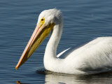 Closeup of an American White Pelican, Sanibel Island, Florida