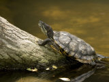 Closeup of an Unidentified Turtle Swimming to a Log, Singapore