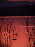 Canada Goose on a Placid Lake at Sunset, Pennsylvania