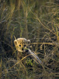 Cheetah Cub Less Than 3 Months Old Hides in the Tall Savannah Grass