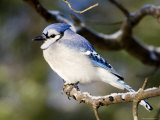 Closeup of a Blue Jay on a Branch, Lexington, Massachusetts