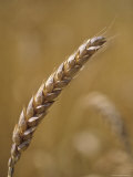 Closeup of Wheat, Virginia