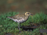 Closeup of a Pacific Golden-Plover, Hawaii