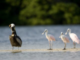Brown Pelican and Roseate Spoonbill, Tampa Bay, Florida