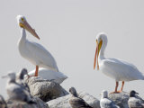 American White Pelicans on the Salton Sea, California