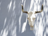 Buy Animal Skull and Horns Hanging on Blue Wall, California at AllPosters.com