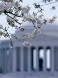Closeup of Cherry Blossoms with Jefferson Memorial, Washington, D.C.