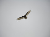 Circling Turkey Vulture Rides Air Currents