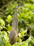 Bare-Throated Tiger Heron, Belize