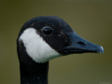 Canada Goose at the Sunset Zoo in Kansas