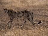 Cheetah on Patrol in the Vast Grassland Plains Hunts for Gazelles, Serengetti, Tanzania