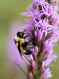 Bombus Bumblebee on a Purple Gayfeather at Spring Creek Prairie
